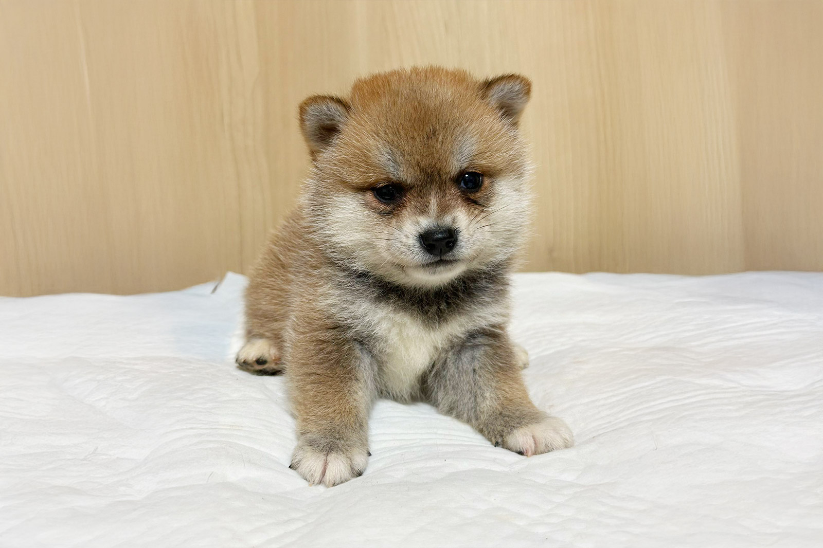 豆柴 現在、作出中の小粒豆柴体高比較です！ メス犬 25cmと29cmの比較