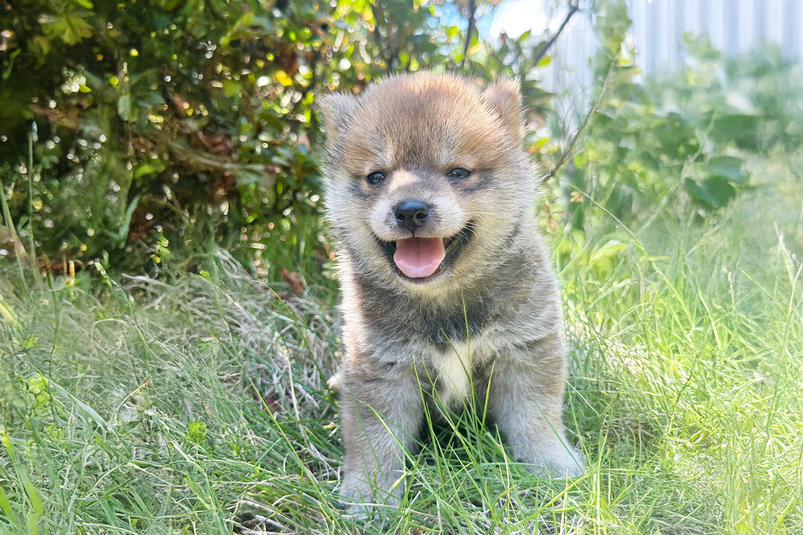 Shiba inu – Chiyopet